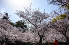 宮島の桜