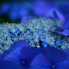 蒼い刻