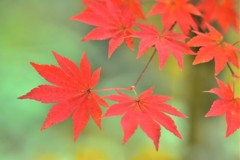 晩秋