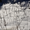 雪の影
