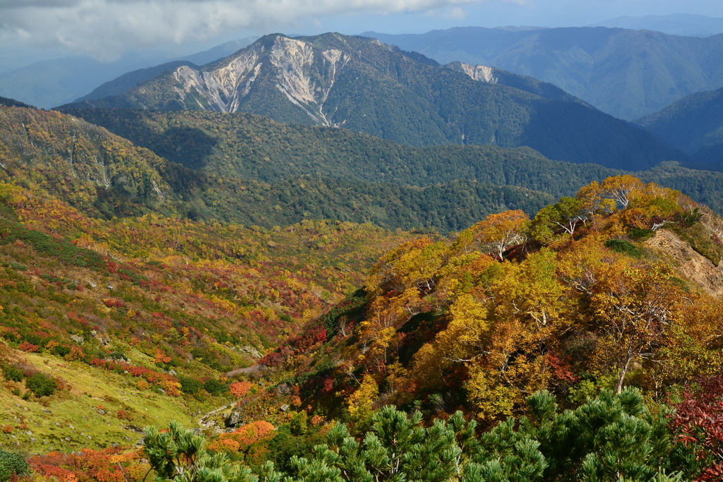 三方崩山にダケカンバ林