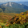 三方崩山にダケカンバ林