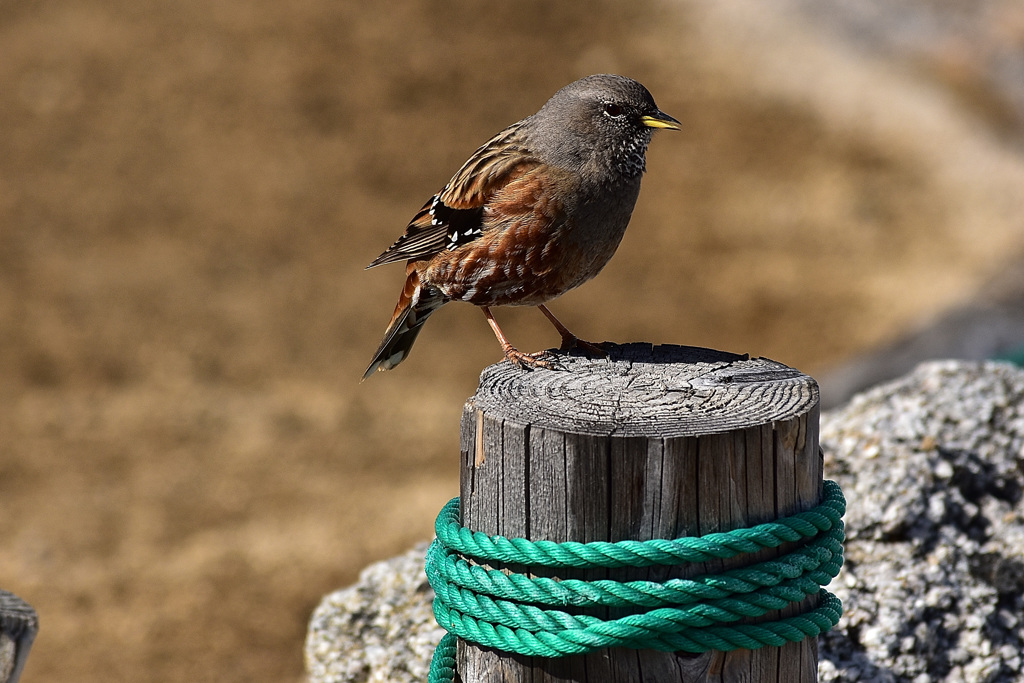 雷鳥でなく