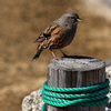 雷鳥でなく