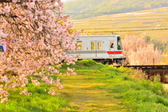 八重桜の川辺