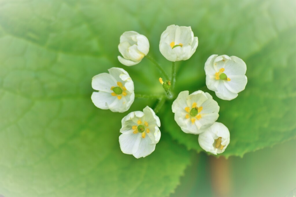 サンカヨウ の花に