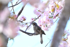 八重桜にヒヨドリさん