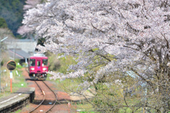 湯の洞温泉口の桜