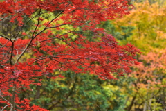 黒沢林道歩き