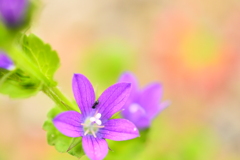 花と蟻