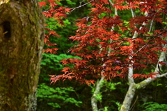 通年紅い