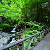 新緑の乙女渓谷