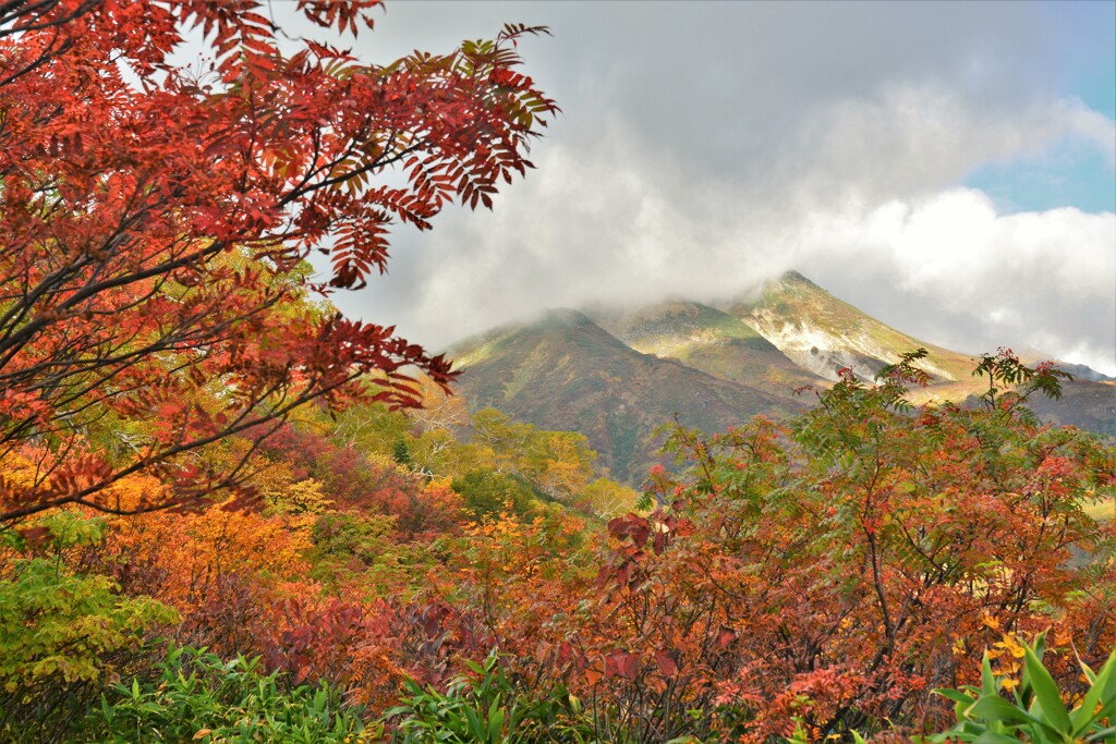 好日紅葉