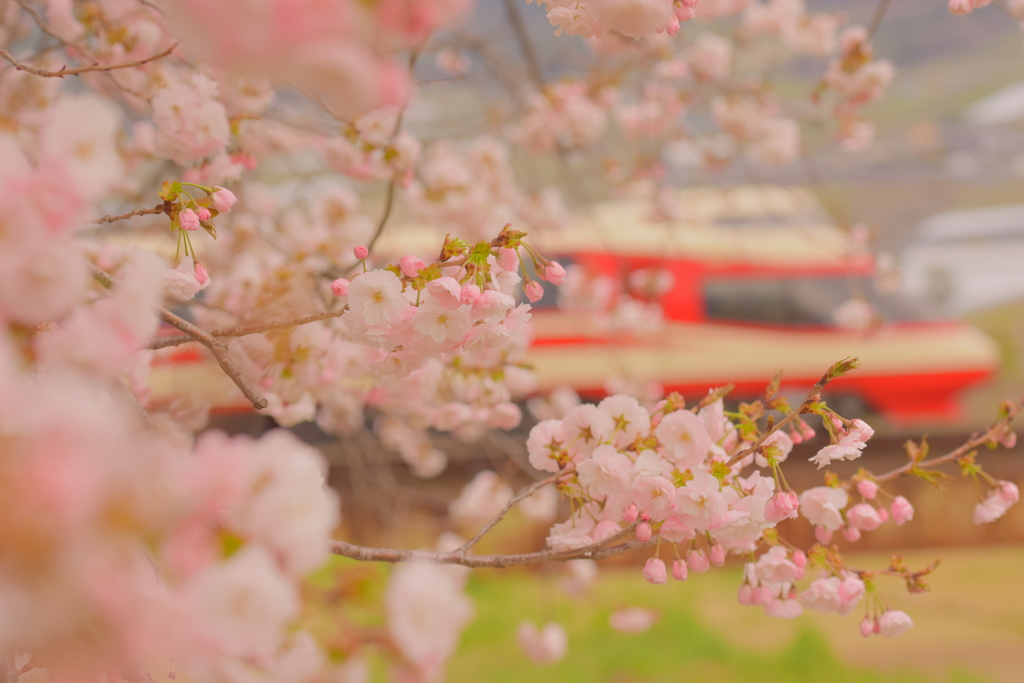 花は花でありたい