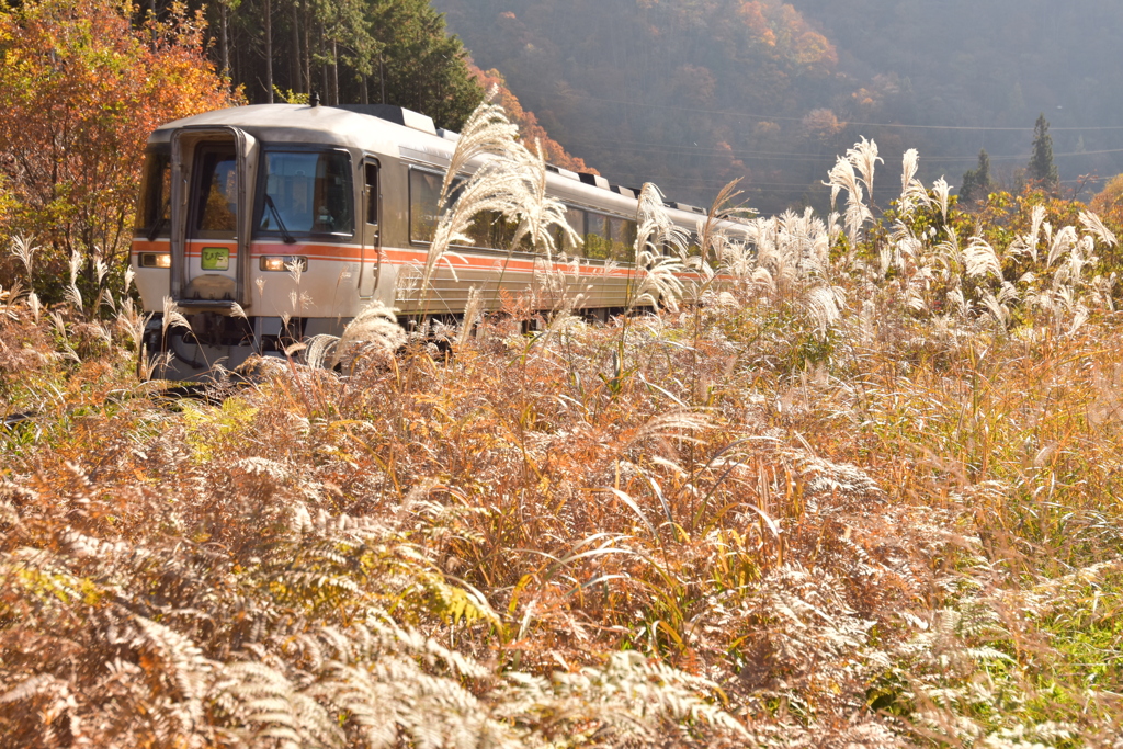 野原の鉄分補給