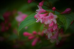 たにうつぎの花