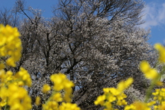 一心行の大桜