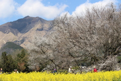 一心行の大桜