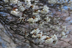 一心行の大桜