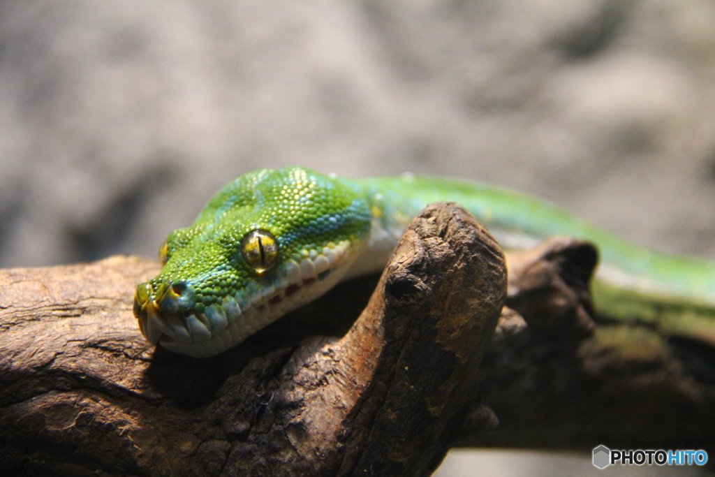 ヘビさんこちら