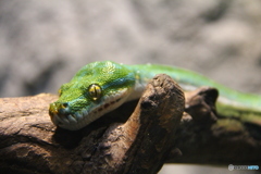 ヘビさんこちら