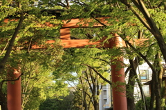 ■2019-04-27_大宮公園  (19)