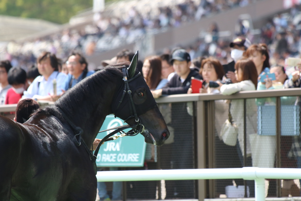 ■2019-04-21_東京競馬場 (52)