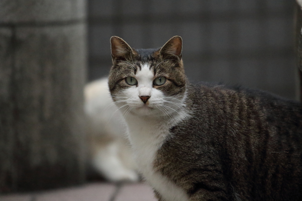 ■2020-03-07_猫 (18)