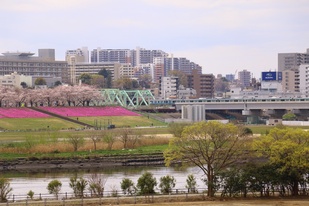 ■2020-03-28_荒川土手 (107)