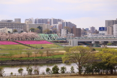 ■2020-03-28_荒川土手 (107)