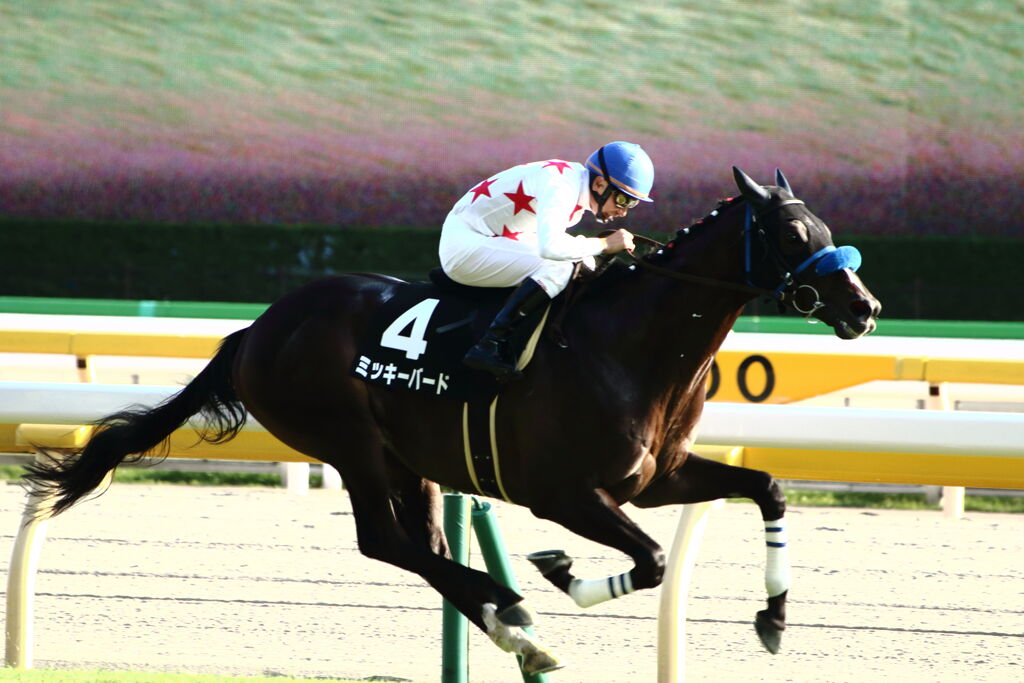 ■2019-11-02＿．東京競馬場CR2 (98)