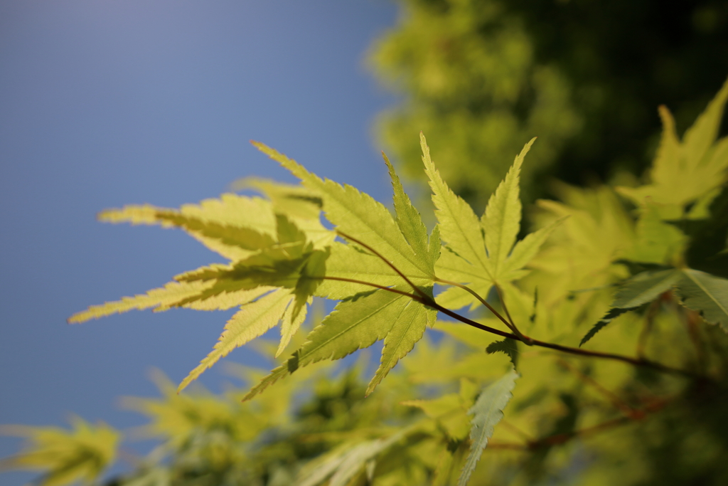 花日和(2)