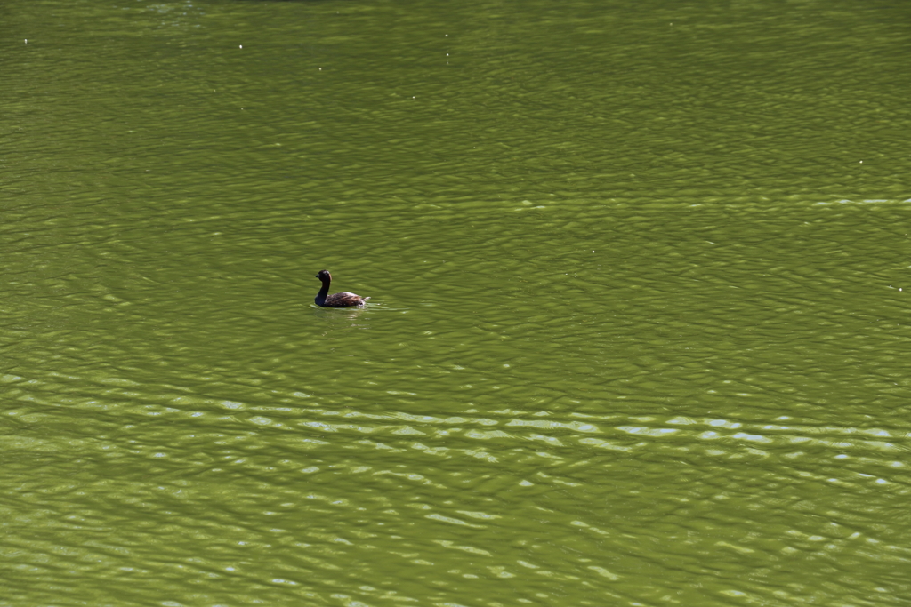 ■2020-04-水鳥