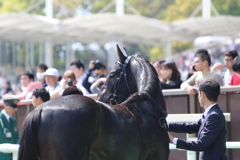 ■2019-04-21_東京競馬場 (53)