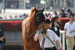 ■2019-04-21_東京競馬場 (59)