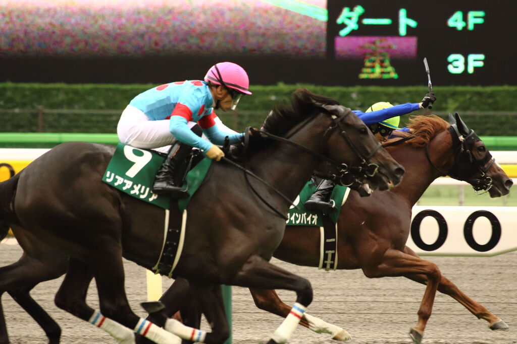 ■2019-10-26_東京競馬場 (86)