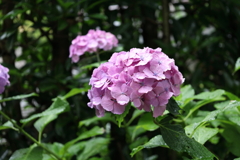 雨の長谷寺 5