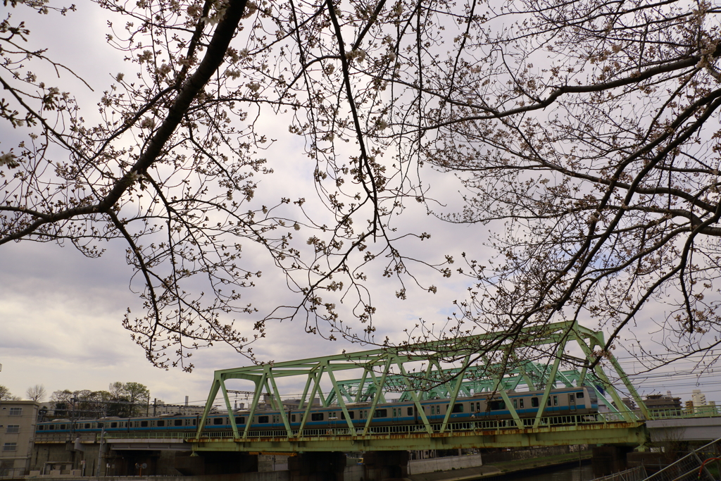 ■2020-03-28_荒川土手 (31)