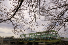 ■2020-03-28_荒川土手 (31)