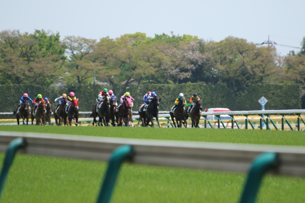 ■2019-04-21_東京競馬場 (3)