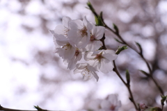 ■2020-03-28_荒川土手 (4)