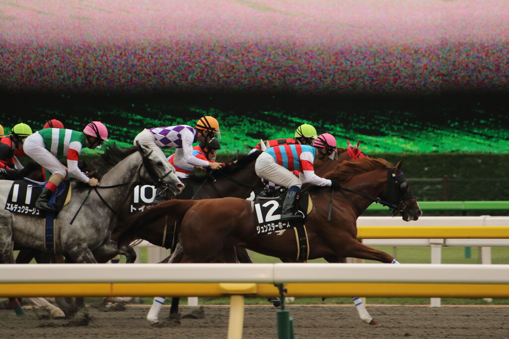 ■2019-10-19_東京競馬場 (12)