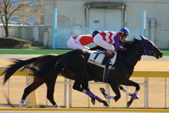 ■2019-02-02_東京競馬場8