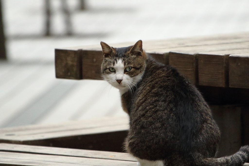 ■2020-03-07_猫 (5)