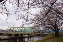 ■2020-03-28_荒川土手 (23)