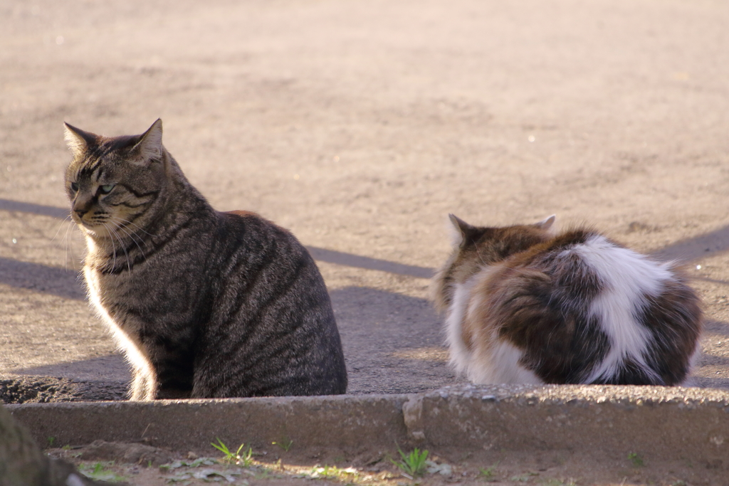 ■2020-02-24_猫 (89)