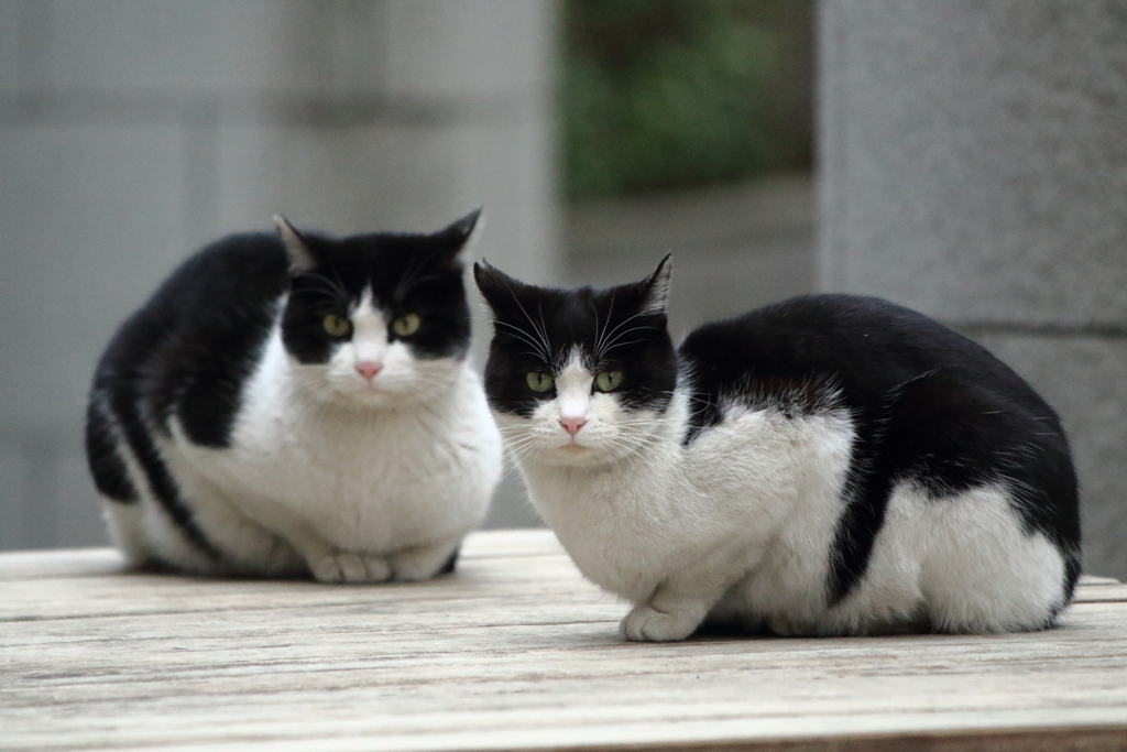 ■2020-03-07_猫 (8)