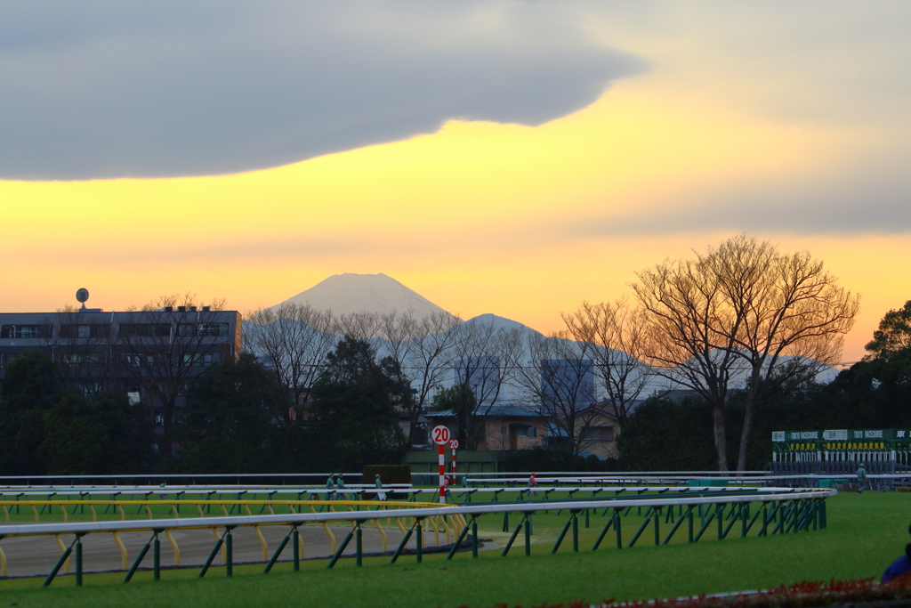 ■2020-02-15_東京競馬場 (99)