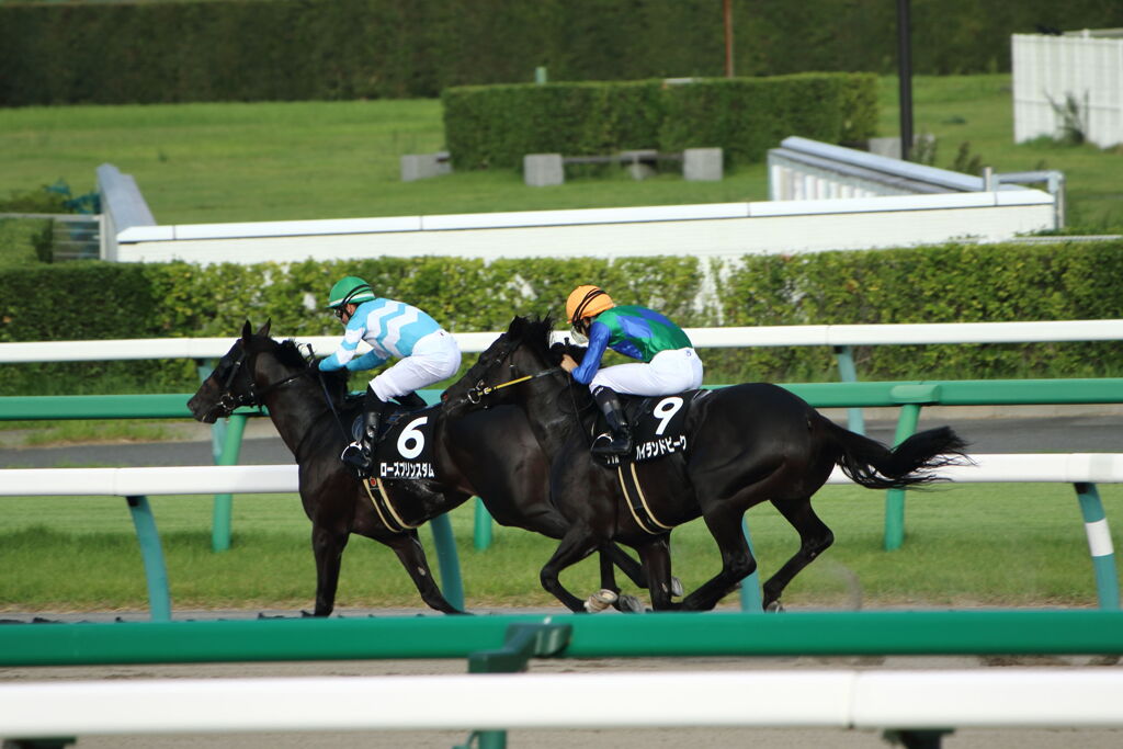 ■2019-09-15_中山競馬場 (75)