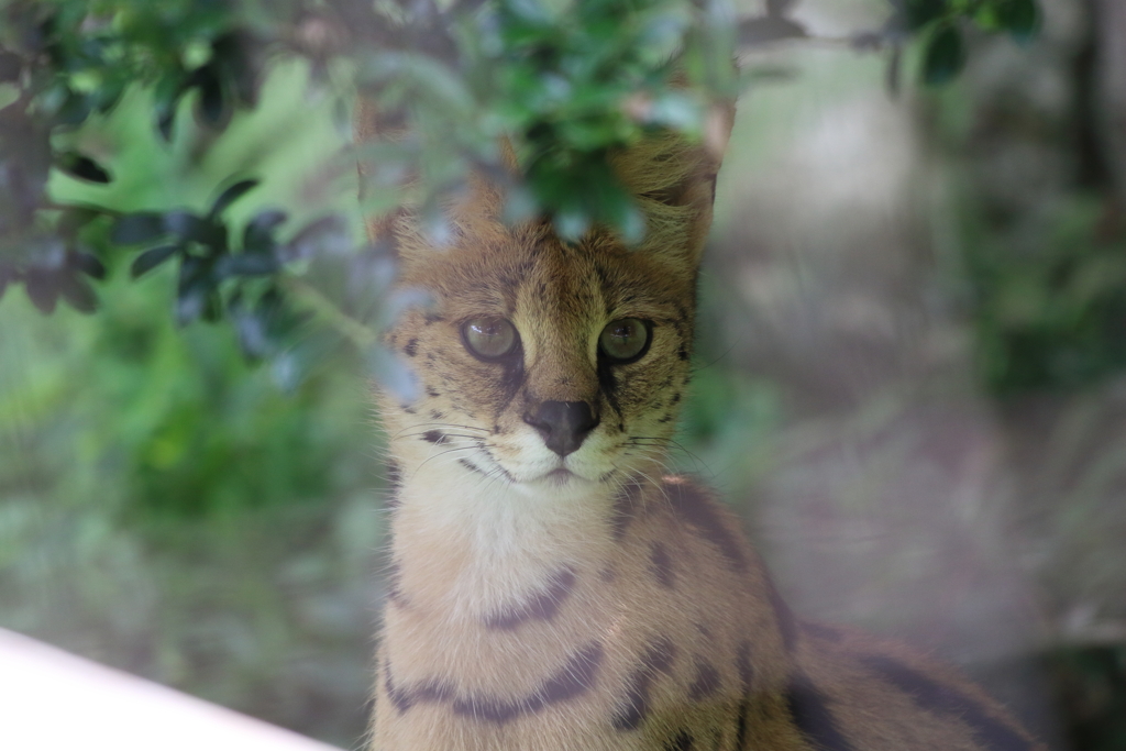 ■2020-08-08_サーバル(35)